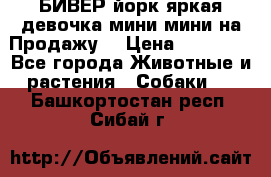 БИВЕР йорк яркая девочка мини мини на Продажу! › Цена ­ 45 000 - Все города Животные и растения » Собаки   . Башкортостан респ.,Сибай г.